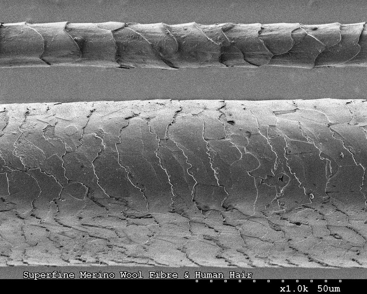 Scanning electron micrograph: a superfine Merino wool fibre above a thicker human hair, scale bar 50 micrometres