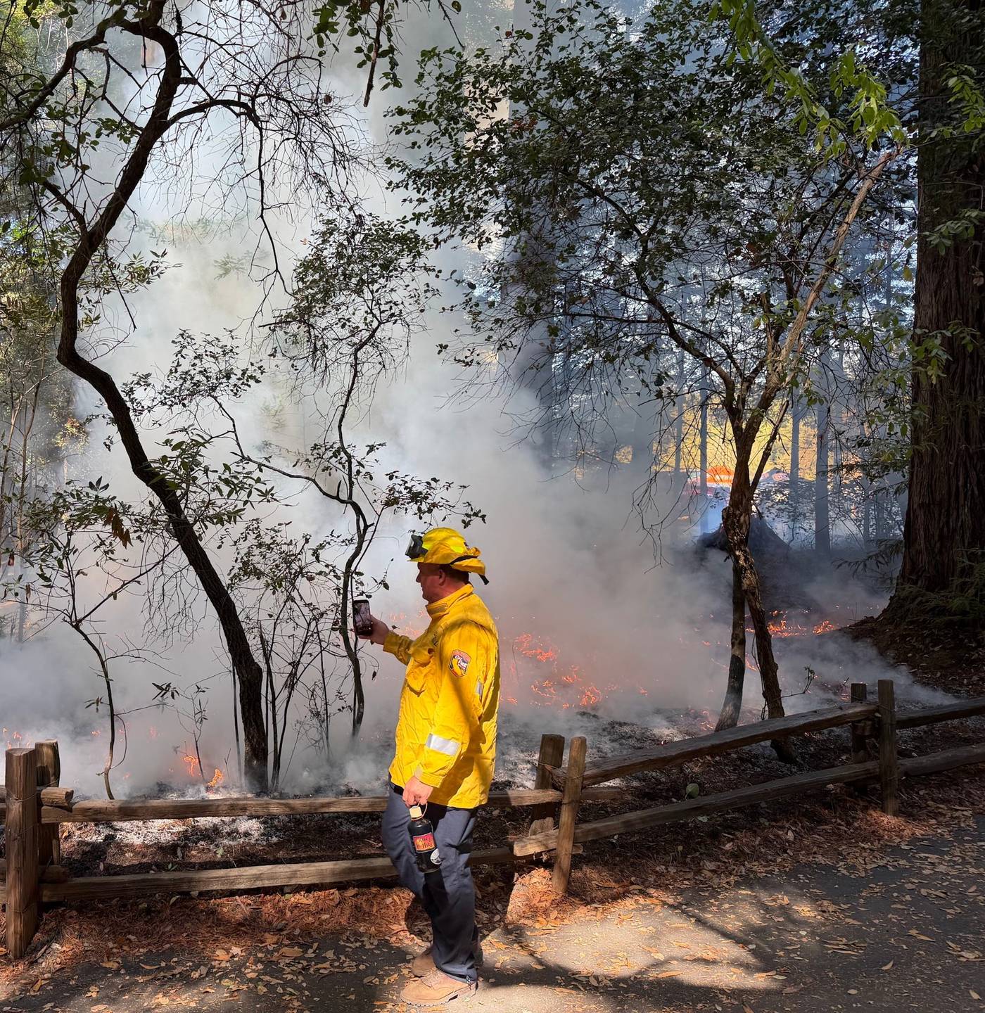 A firefighter in yellow gear holds up a phone beside a split-rail fence while a demonstration prescribed burn smolders in the redwood understory