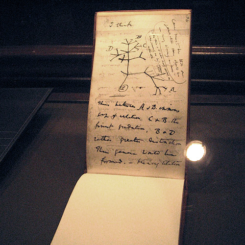 Page 36 of Charles Darwin's Sketchbook showing the first evolutionary tree